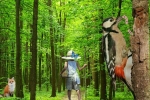 Прогулка в лесу_1