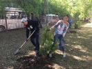 Посадка деревьев